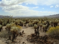 Joshua Tree NP